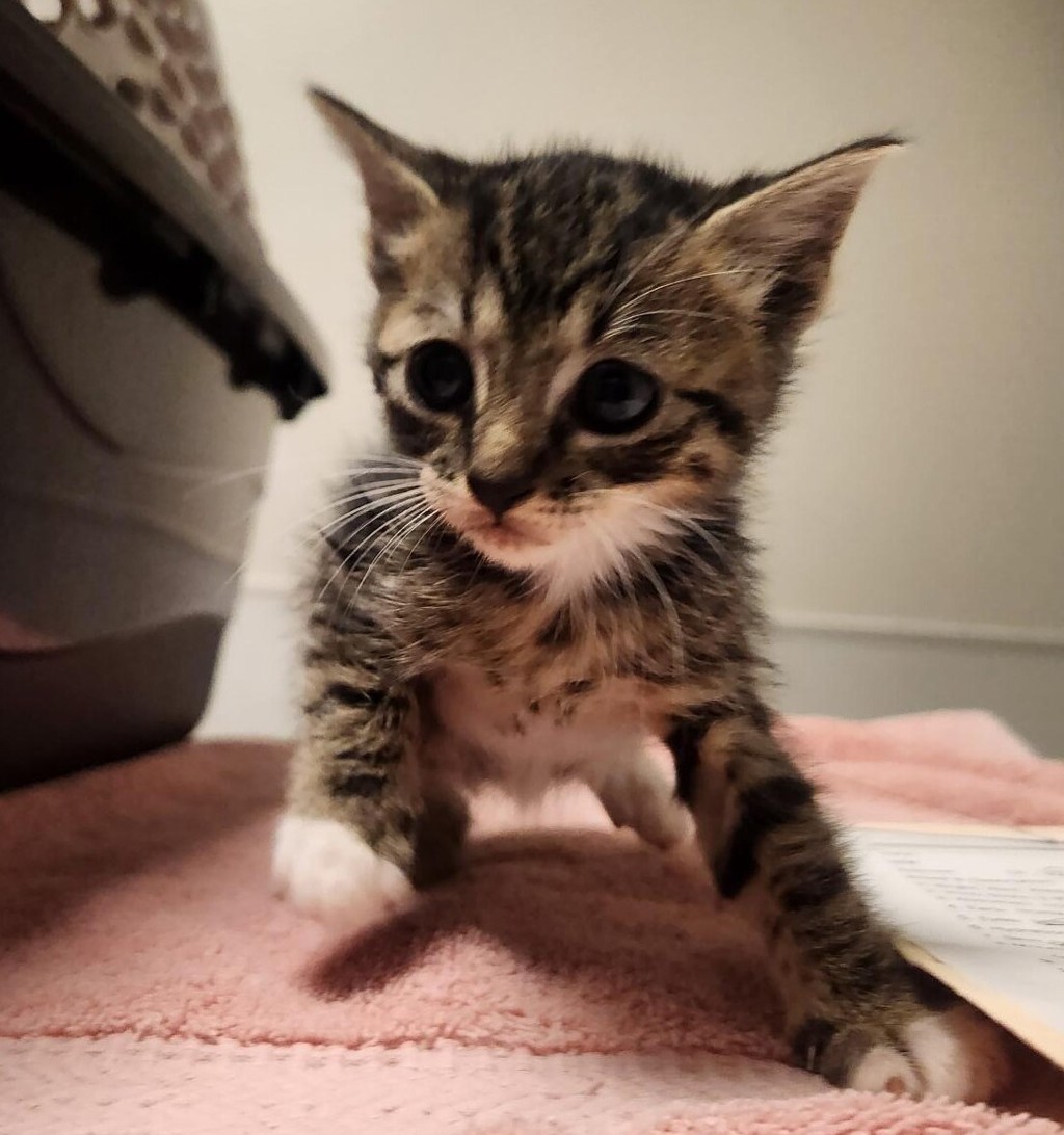 Shelter Stray Male Cat last seen Near Marina Boulevard, SAN LORENZO, CA, 94580, 8323 Baldwin St, Oakland, CA 94621, USA