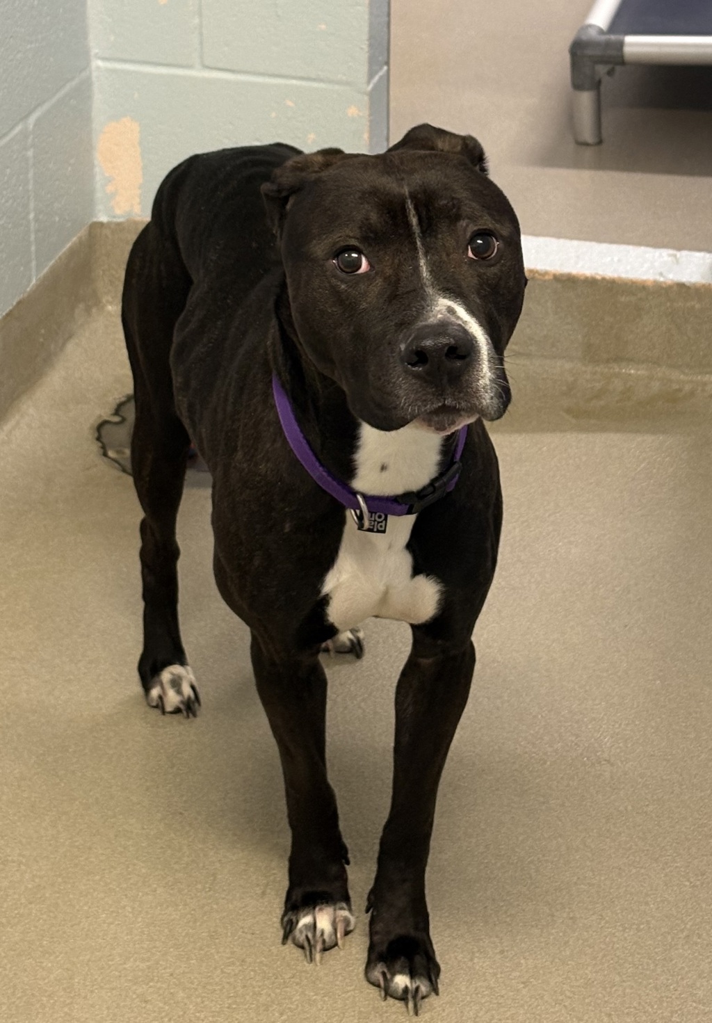 Shelter Stray Female Dog last seen SEVERN, MD, 21144, Millersville, MD 21054