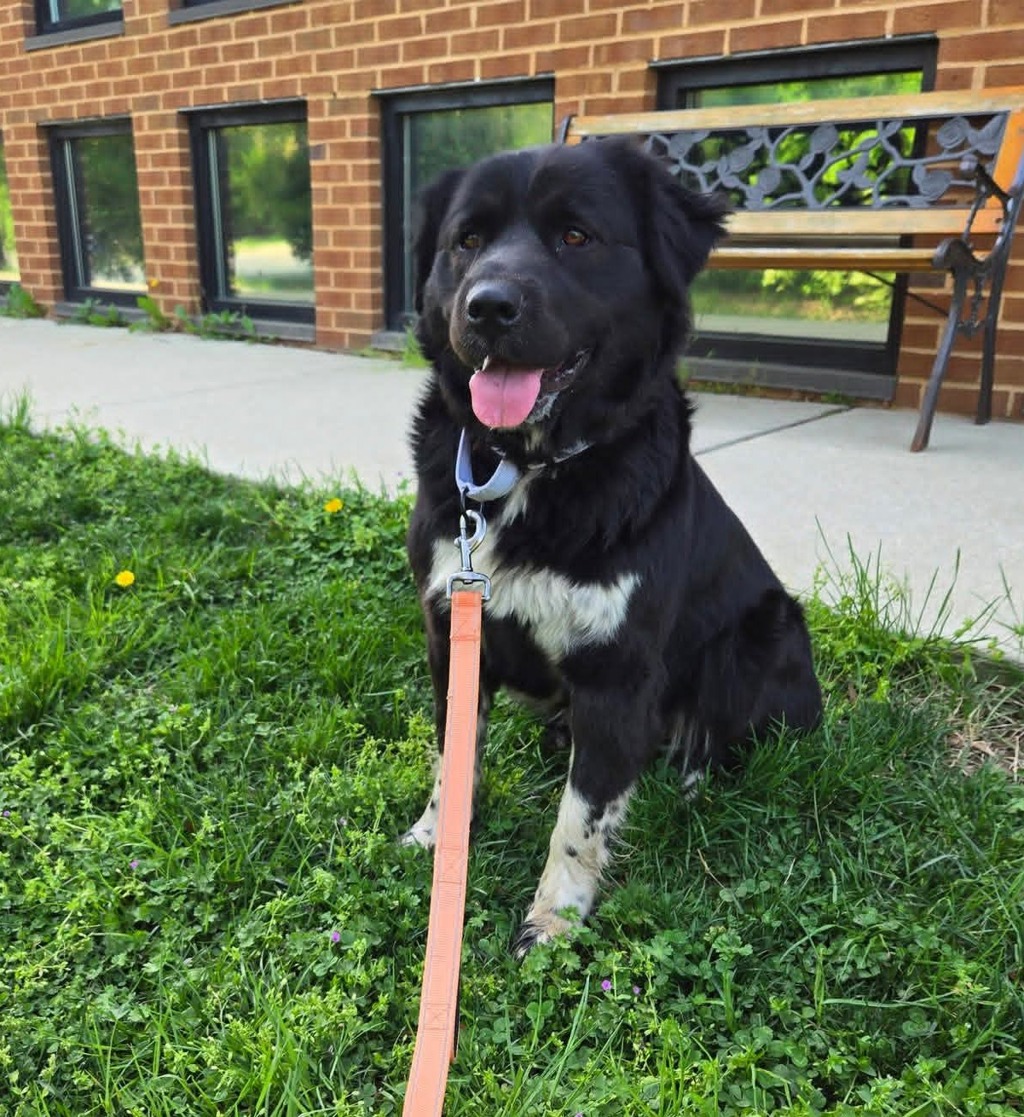 Shelter Stray Female Dog last seen HANOVER, MD, 21076, Millersville, MD 21054
