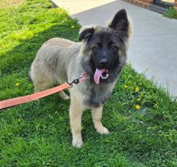 Shelter Stray Male Dog last seen HANOVER, MD, 21076, Millersville, MD 21054