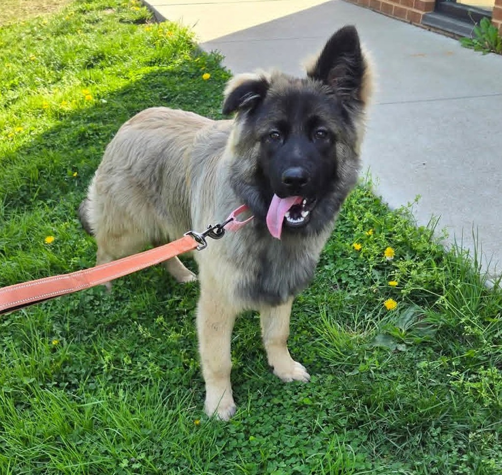 Shelter Stray Male Dog last seen HANOVER, MD, 21076, Millersville, MD 21054