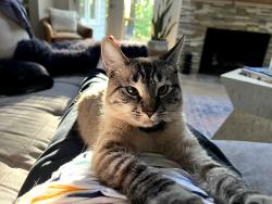 Lost Female Cat last seen Tulip Tree Trace and Chaffin and King road and Hardscrabble, Roswell, GA 30075