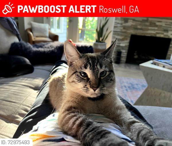 Lost Female Cat last seen Tulip Tree Trace and Chaffin and King road and Hardscrabble, Roswell, GA 30075