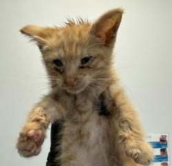 Shelter Stray Male Cat last seen Near Nancita Court, San Diego, CA, 92114, San Diego, CA 92110