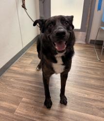 Shelter Stray Male Dog last seen Market Street, San Diego, CA, 92102, 5500 Gaines St, San Diego, CA 92110, USA