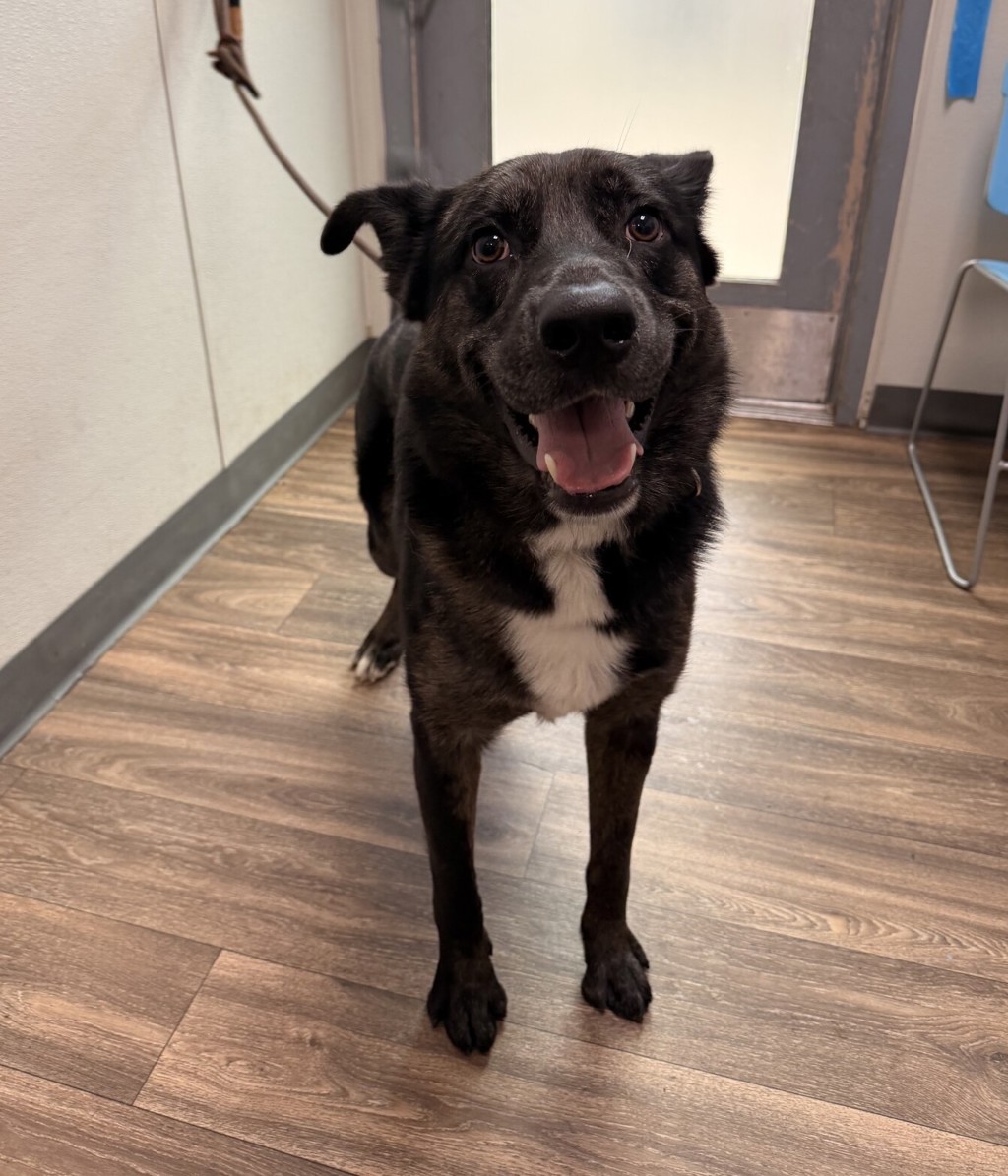Shelter Stray Male Dog last seen Market Street, San Diego, CA, 92102, 5500 Gaines St, San Diego, CA 92110, USA