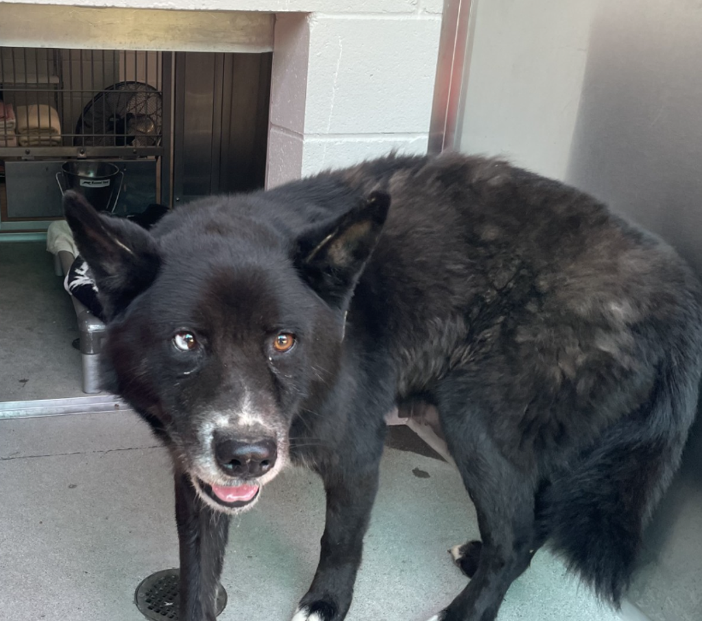 Shelter Stray Male Dog last seen E Chase Avenue, El Cajon, CA, 92020, El Cajon, CA 92020
