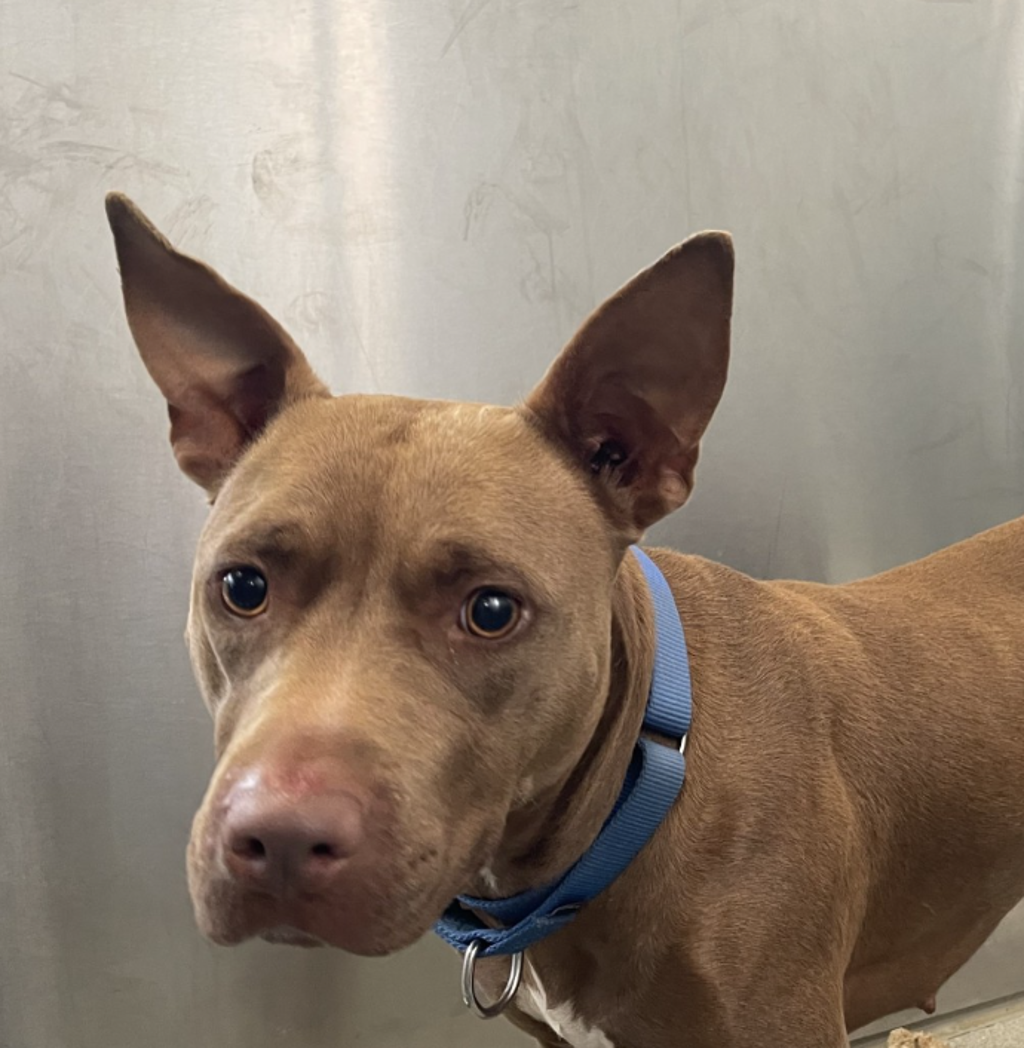 Shelter Stray Female Dog last seen Summertime Drive, El Cajon, CA, 92021, El Cajon, CA 92020
