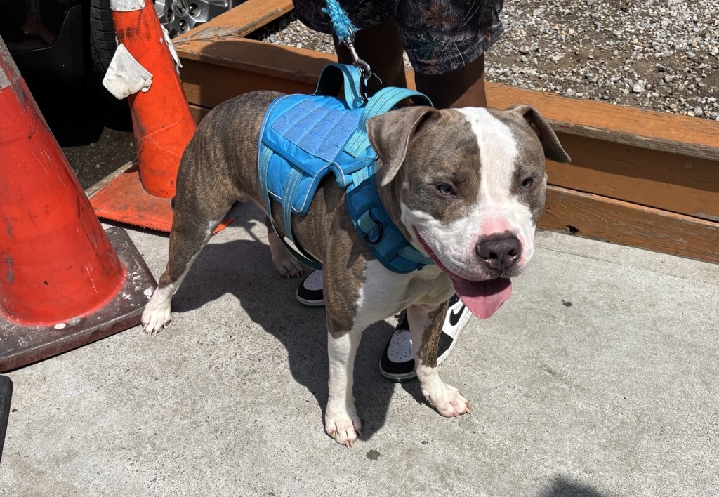 Shelter Stray Male Dog last seen Near South Street, NEW YORK, NY, 10002, 326 E 110th St, New York, NY 10029, USA
