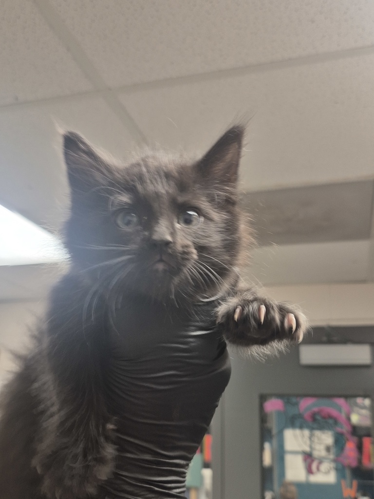 Shelter Stray Female Cat last seen Near Hawks View Court, FUQUAY VARINA, NC, 27526, Raleigh, NC 27610