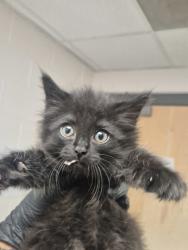 Shelter Stray Female Cat last seen Near Hawks View Court, FUQUAY VARINA, NC, 27526, Raleigh, NC 27610