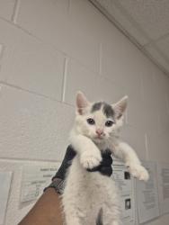 Shelter Stray Female Cat last seen Near Hawks View Court, FUQUAY VARINA, NC, 27526, Raleigh, NC 27610