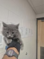 Shelter Stray Male Cat last seen Near Hawks View Court, FUQUAY VARINA, NC, 27526, Raleigh, NC 27610
