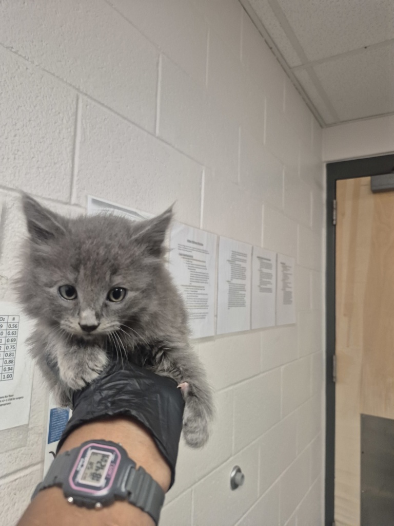 Shelter Stray Male Cat last seen Near Hawks View Court, FUQUAY VARINA, NC, 27526, Raleigh, NC 27610