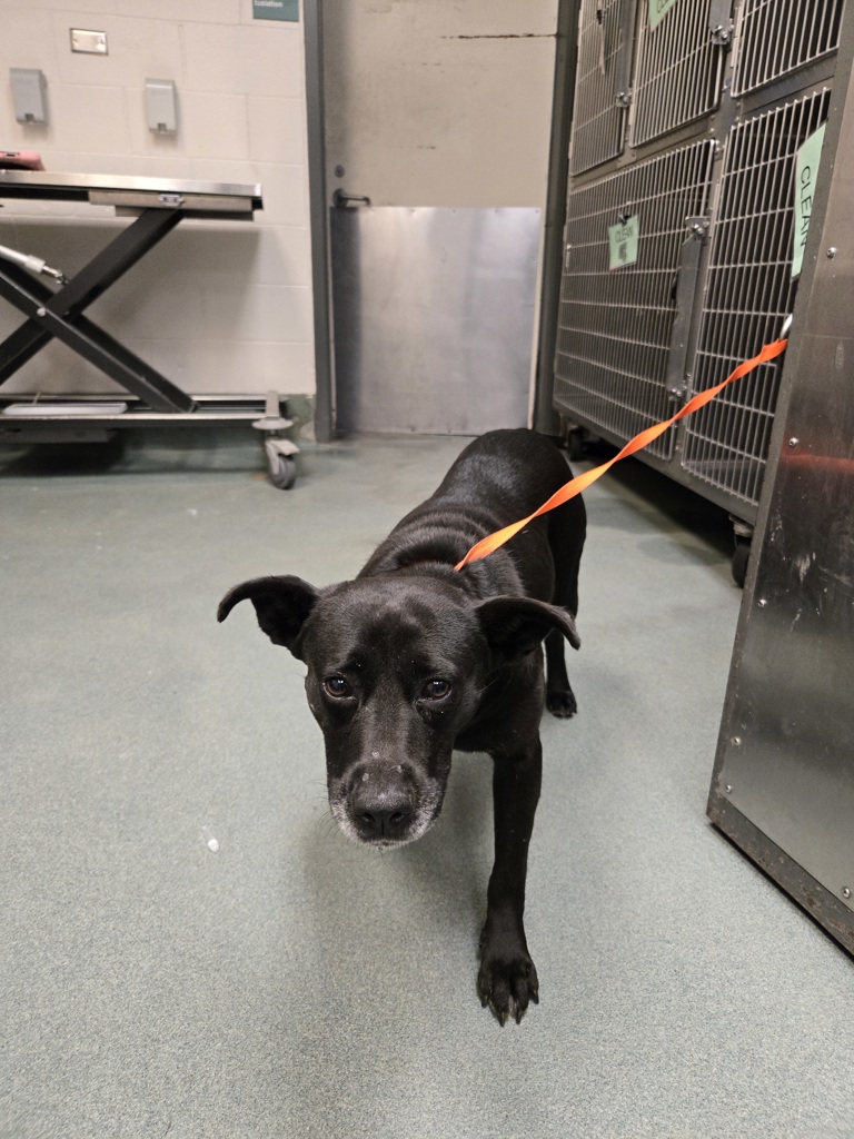 Shelter Stray Female Dog last seen NC, Raleigh, NC 27610