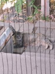 Found/Stray Male Cat last seen San Pedro and Kathryn, Albuquerque, NM 87108