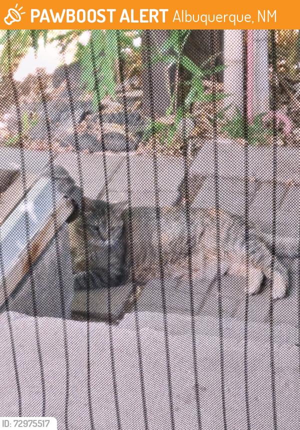 Found/Stray Male Cat last seen San Pedro and Kathryn, Albuquerque, NM 87108