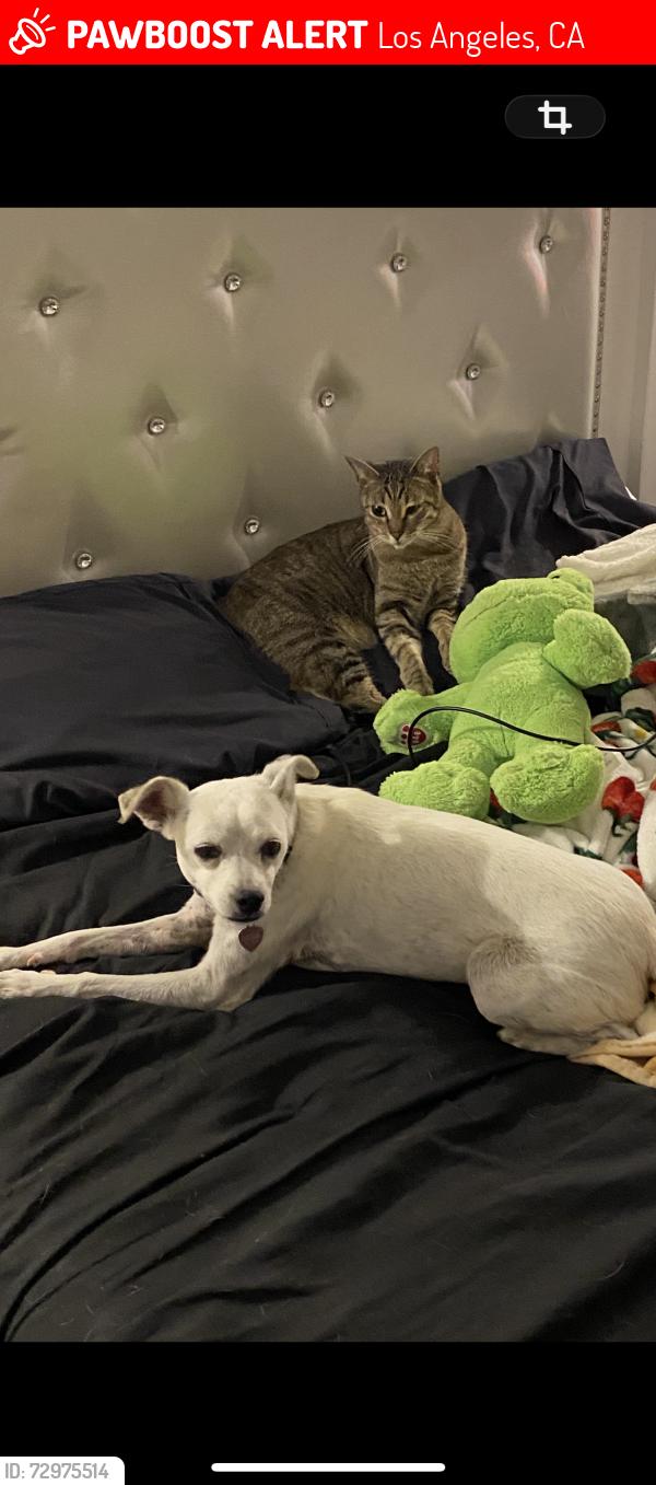 Lost Female Dog last seen Savannah st by food4less, Los Angeles, CA 90033