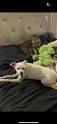 Lost Female Dog last seen Savannah st by food4less, Los Angeles, CA 90033
