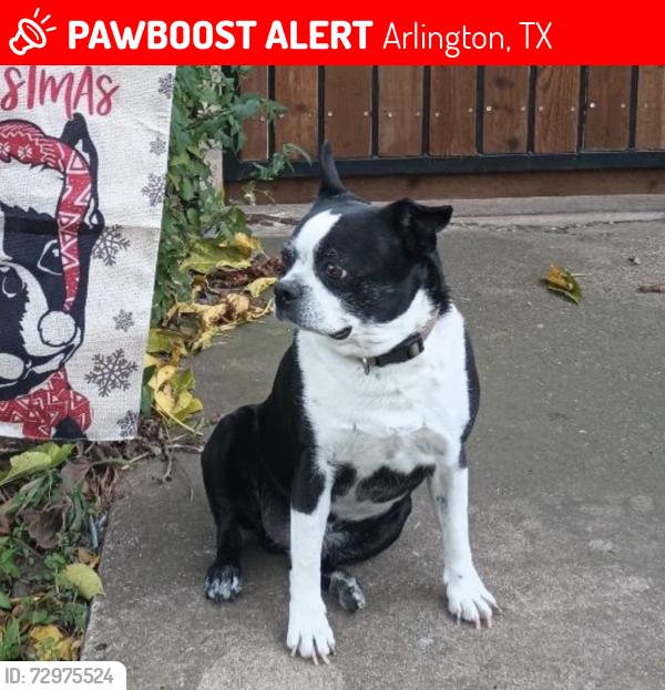 Lost Male Dog last seen Workman Junior High, Arlington, TX 76014