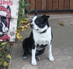 Lost Male Dog last seen Workman Junior High, Arlington, TX 76014