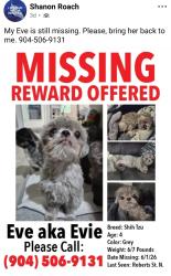 Lost Female Dog last seen Roberts Rd, MLK, near Jr HS, Green Cove Springs, Green Cove Springs, FL 32043