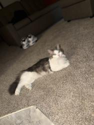 Found/Stray Female Cat last seen University, Clive, IA 50325