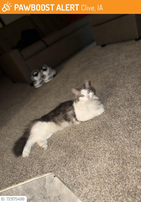 Found/Stray Female Cat last seen University, Clive, IA 50325