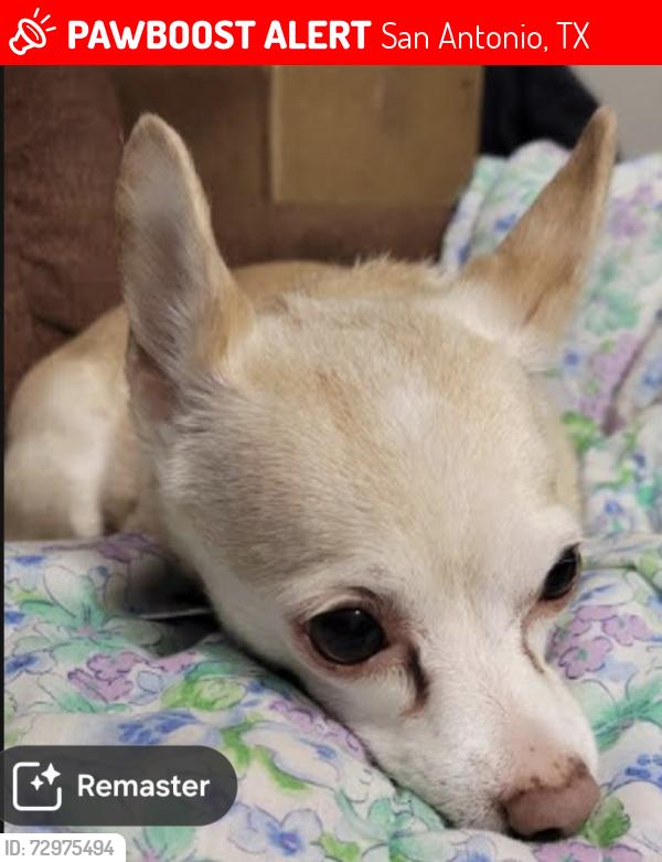 Lost Female Dog last seen Commerce, Hwy 35, SW Military Drive, San Antonio, TX 78211