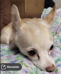 Lost Female Dog last seen Commerce, Hwy 35, SW Military Drive, San Antonio, TX 78211