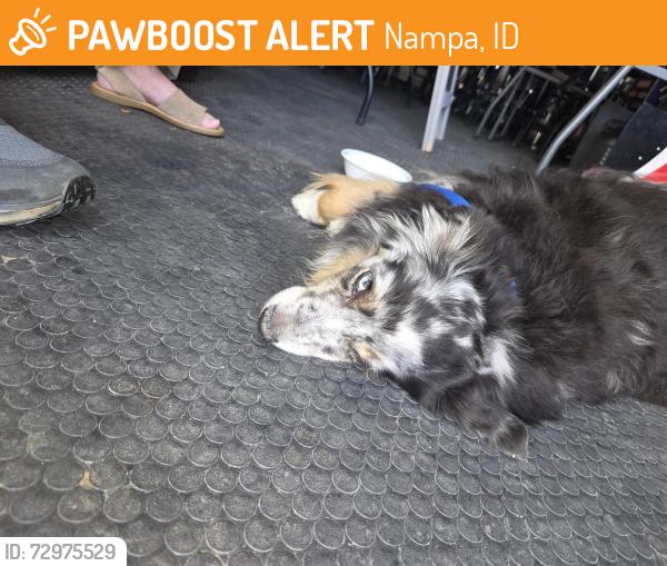 Found/Stray Unknown Dog last seen Ustick Midland , Nampa, ID 83687