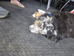 Found/Stray Unknown Dog last seen Ustick Midland , Nampa, ID 83687