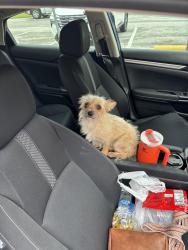 Reunited Female Dog last seen E Main St, Grand Prairie, TX, USA, Grand Prairie, TX 75050