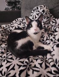 Lost Male Cat last seen Acadia Dr. Forest Park Community , Dumfries, VA 22025