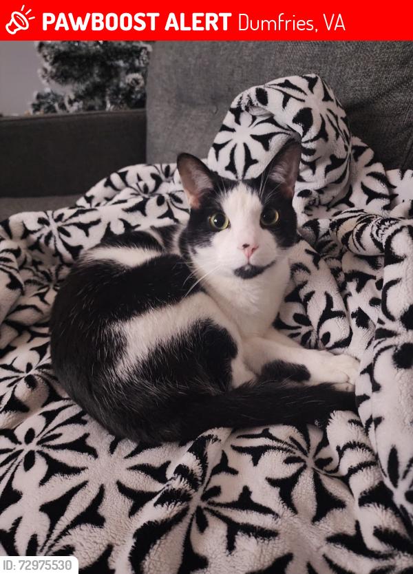 Lost Male Cat last seen Acadia Dr. Forest Park Community , Dumfries, VA 22025
