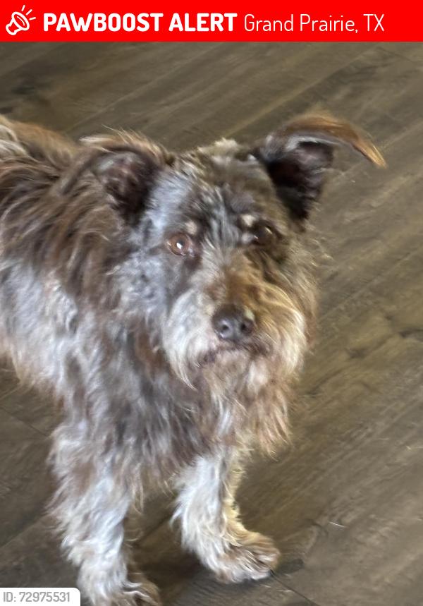 Lost Male Dog last seen Brannon and S center st, Grand Prairie, TX 75051