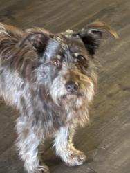 Lost Male Dog last seen Brannon and S center st, Grand Prairie, TX 75051