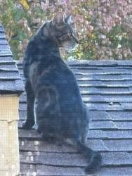 Lost Male Cat last seen Near 1/2 ORANGE AV, Dunedin, FL 34698