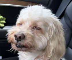 Reunited Male Dog last seen Pico and barrington , Los Angeles, CA 90064