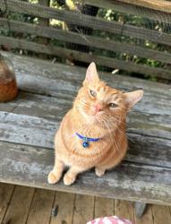 Reunited Male Cat last seen In yard near Agnes Scott college , Decatur, GA 30030