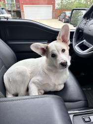 Reunited Male Dog last seen County road 17, Elizabeth, CO 80107