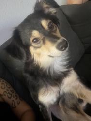 Lost Female Dog last seen Shimshaw and Hubbard st , Los Angeles, CA 91342