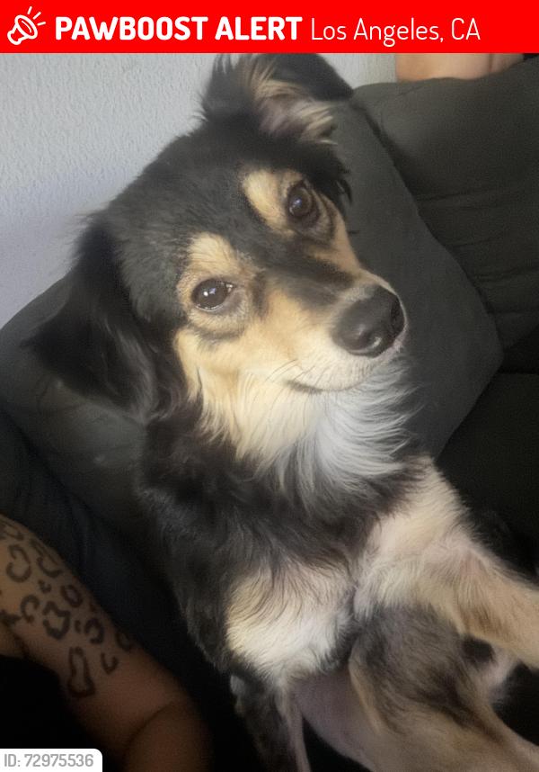 Lost Female Dog last seen Shimshaw and Hubbard st , Los Angeles, CA 91342