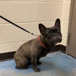 Shelter Stray Female Dog last seen , Memphis, TN 38133
