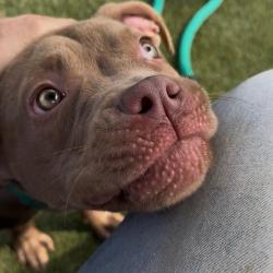 Shelter Stray Female Dog last seen , Philadelphia, PA 19140