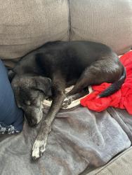 Reunited Male Dog last seen Near Stardale drive, Chesapeake, VA 23322