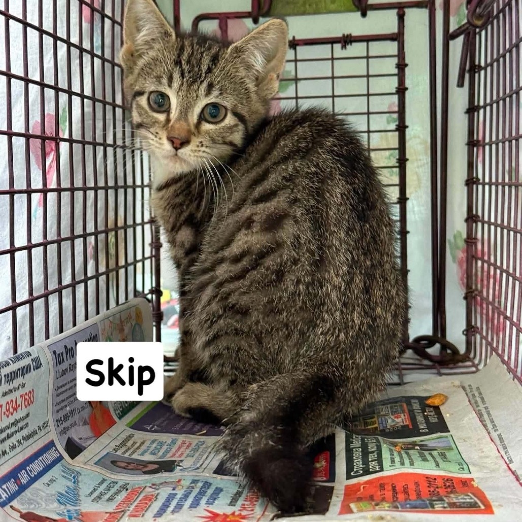 Shelter Stray Female Cat last seen , Animal Care & Control Team of Philly, 111 W Hunting Park Ave, Philadelphia, PA 19140, USA