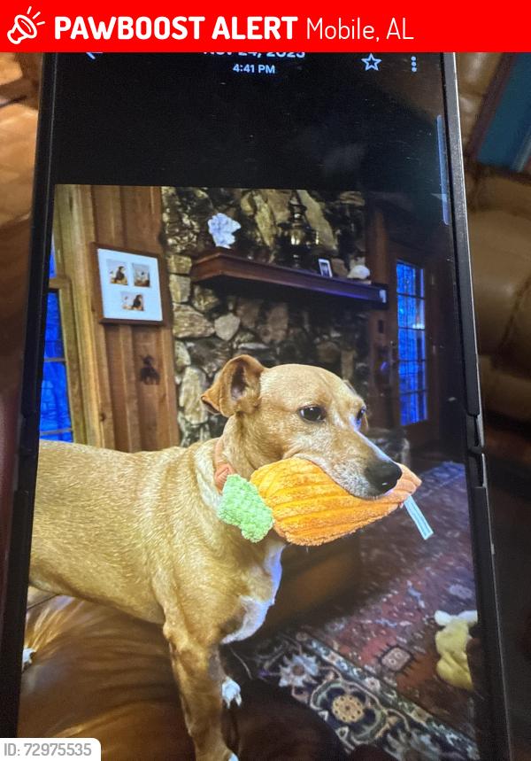Lost Female Dog last seen Schillingers and York haven , Mobile, AL 36695