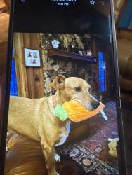 Reunited Female Dog last seen Schillingers and York haven , Mobile, AL 36695
