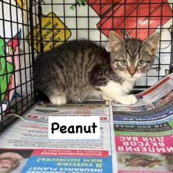 Shelter Stray Unknown Cat last seen , Philadelphia, PA 19140